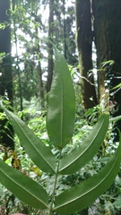 Coniogramme intermedia