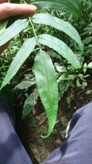 Coniogramme intermedia