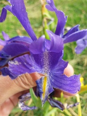 Iris latifolia