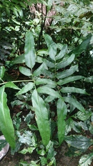 Coniogramme intermedia