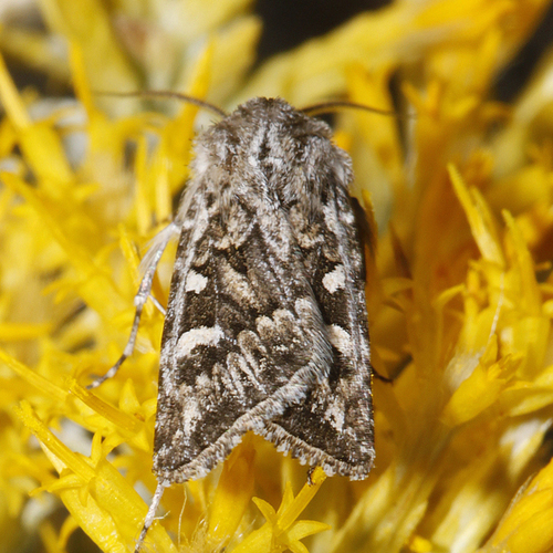 Euxoa cicatricosa