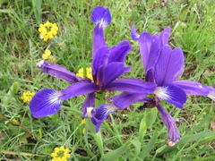 Iris reichenbachiana