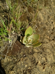 Gibbiflorae