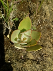 Gibbiflorae