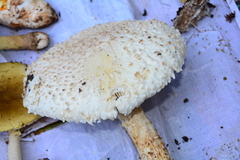Saproamanita vittadinii