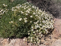 Argyranthemum tenerifae image