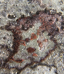 Arthonia rubrocincta