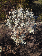 Hazardia detonsa