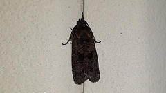 Cryptaspasma bipenicilla