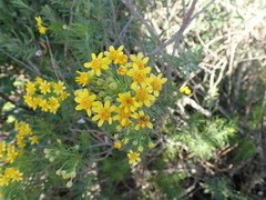 Euryops linifolius