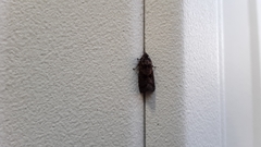 Cryptaspasma bipenicilla