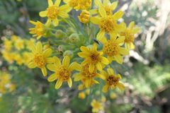 Euryops linifolius