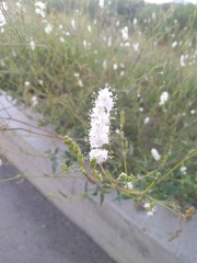 Boerhavia xantii