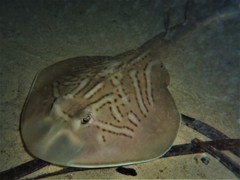 Banjo Shark photo 4