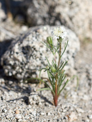 Chaenactis fremontii