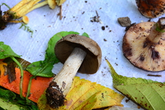 Cortinarius infractus