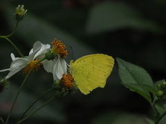 Eurema blanda arsakia