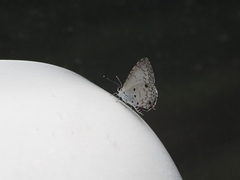 Megisba malaya sikkima