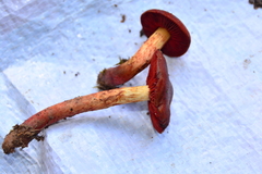 Cortinarius purpureus