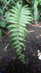 Pseudocyclosorus esquirolii