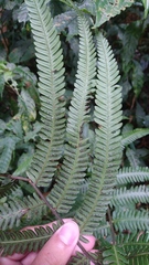Pseudocyclosorus esquirolii