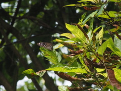 Euploea mulciber barsine