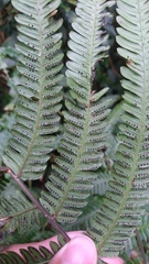 Pseudocyclosorus esquirolii