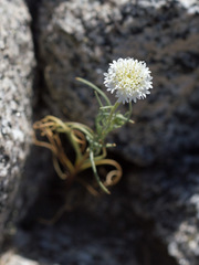 Chaenactis fremontii