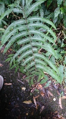 Pseudocyclosorus esquirolii