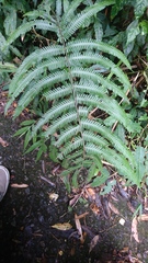 Pseudocyclosorus esquirolii