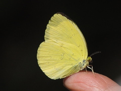 Eurema blanda arsakia