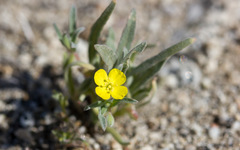 Camissoniopsis pallida