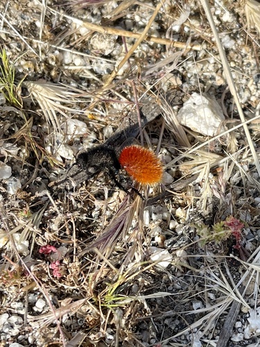 Magnificent Velvet Ant photo 2