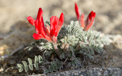 Astragalus coccineus