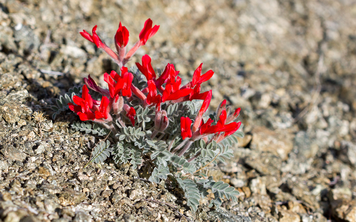 Astragalus coccineus