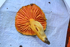 Hygrocybe quieta