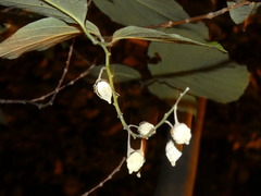 Styrax obassia