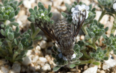 Conophorus fenestratus