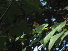 Lethe butleri