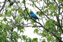 Cotinga maynana