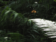 Cupha erymanthis erymanthis