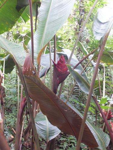 Heliconia atropurpurea (Heliconia atropurpurea)