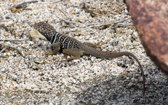 Crotaphytus vestigium