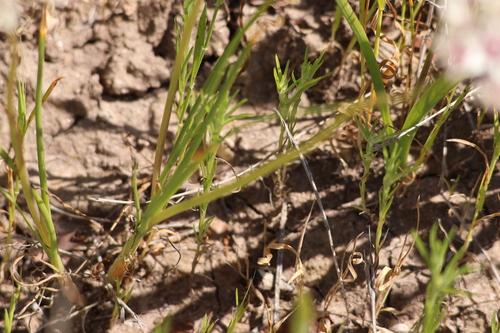 Image of Allium haematochiton by (c) Millie Basden, some rights reserved (CC BY)