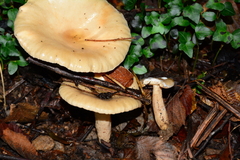 Lactarius pyrogalus