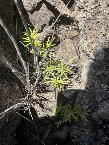 Doryopteris subdecipiens observed 2023-04-20