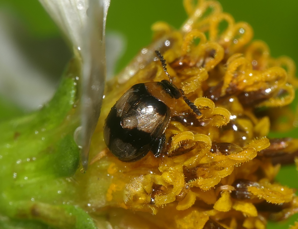 Nonarthra variabilis