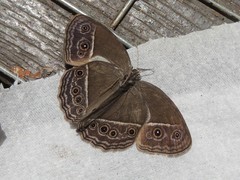 Mycalesis horsfieldi