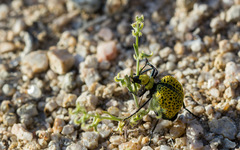 Pectocarya recurvata