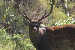 Cervus nippon yesoensis